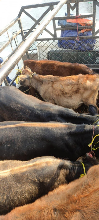 चन्द्रागिरिमा सामुदायिक पशु व्यवस्थापन अभियान : सत्रवटा छाडा बहर व्यवस्थापन