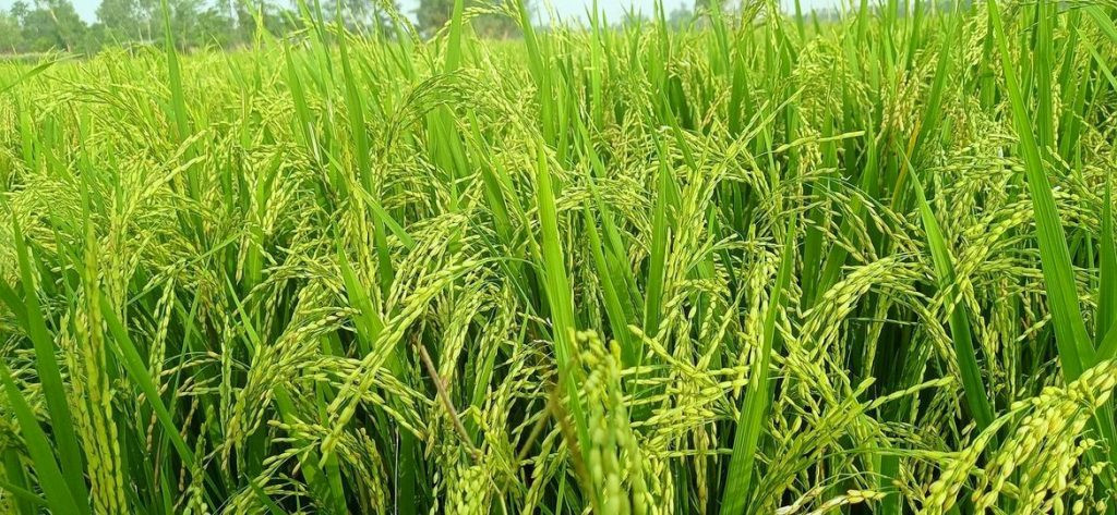  सिँचाइको व्यवस्थासँगै भरतपुरका जमिन चैते धानले हराभरा