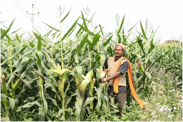  उन्नत जातको मकैमा दाना नलागेपछि किसान चिन्तित  
