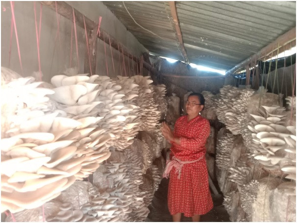  व्यावसायिक च्याउखेतीबाट मनग्य आम्दानी 