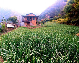  झ्याङगाउँका बासिन्दा लसुनबाटै आत्मनिर्भर  