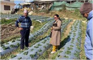 स्ट्रबेरी खेतीमा रमाउँदै काभ्रेका मुक्ति   
