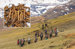 यार्सा सङ्कलनमा गएका दुईजनाको मृत्यु, एक सिकिस्त 