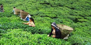 भारतले रोक्यो नेपाली चियाको निर्यात  