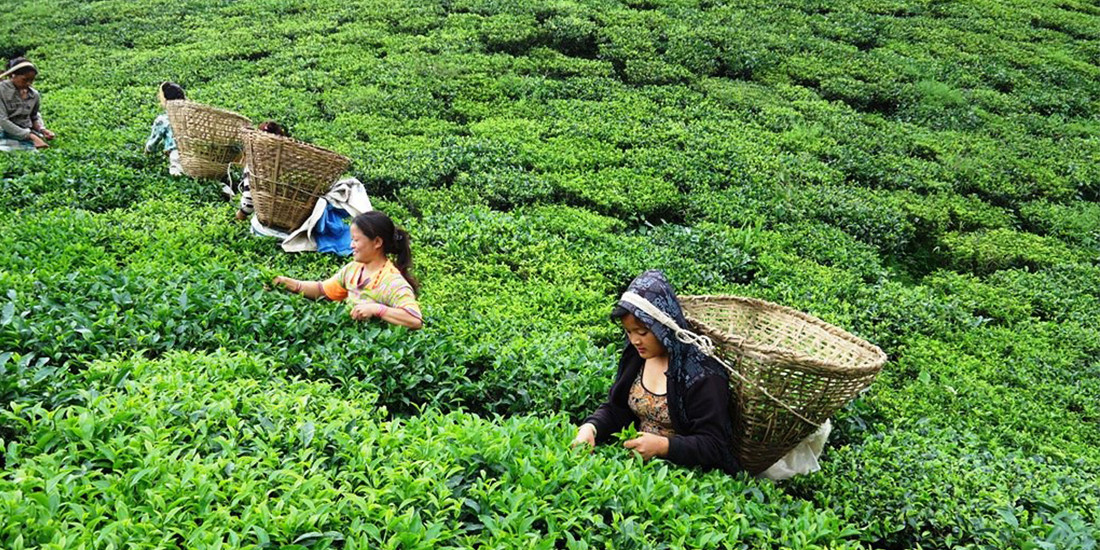 भारतले रोक्यो नेपाली चियाको निर्यात  