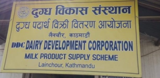 दूध, दही, मोही, पनिर, लसी, आइसक्रिमको बिक्री अत्याधिक