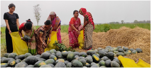 खरबुजा बेचेर रु ८० लाखदेखि ९० लाखसम्म आम्दानी 
