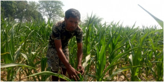 मकैमा कीराको सङ्क्रमणले किसान चिन्तित   