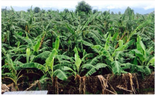 चितवनका केराले पाउन थाल्यो बजार   