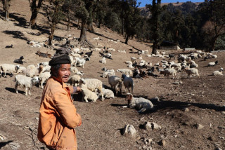 कालीकोटका किसानलाई गोठालो भत्ता !   
