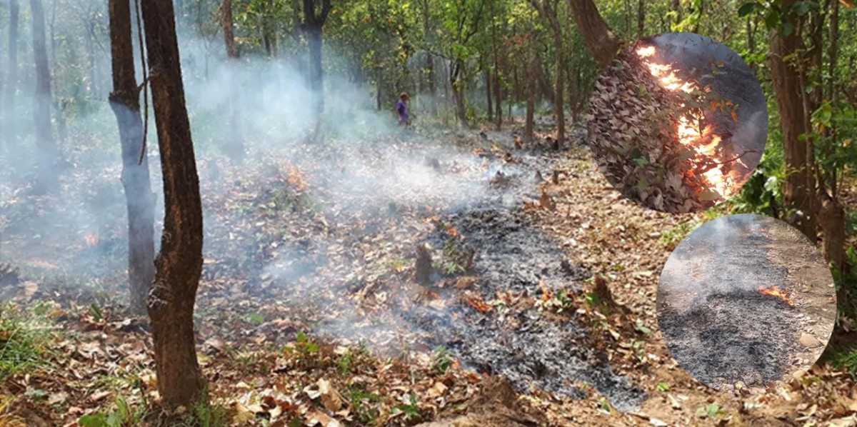  वनमा डढेलो, बस्तीमा  वन्यजन्तु   