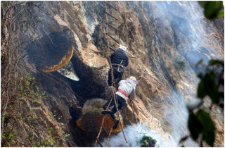      पितापुर्खाको सीप पछ्याउँदै मह सिकार   