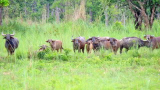  खडेरीले पानीका स्रोत सुक्दै :  आहाल खेल्न  , पानी पिउन नपाएर वन्यजन्तु छट्पटिन थाले  