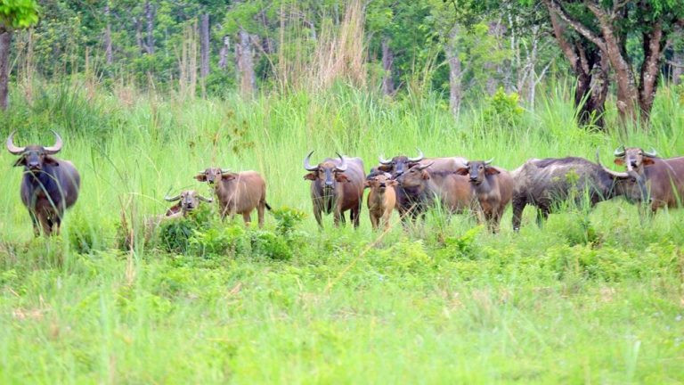  खडेरीले पानीका स्रोत सुक्दै :  आहाल खेल्न  , पानी पिउन नपाएर वन्यजन्तु छट्पटिन थाले  