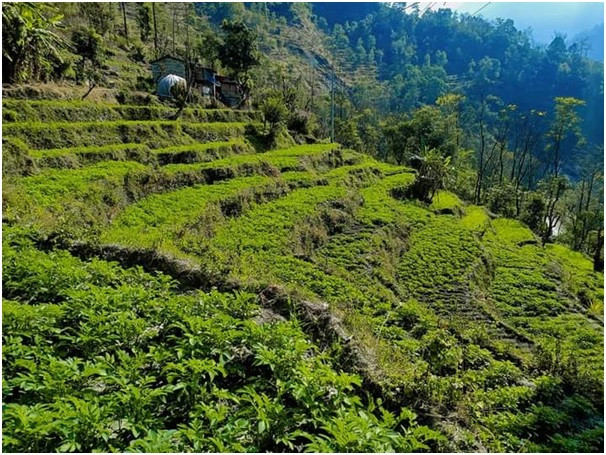 सामूहिक आलुखेतीबाट आम्दानी धेरै