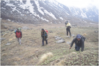 यार्सा सङ्कलनको  क्रममा मृत्यु हनेक्रम रोकिएन शनिबार मात्र चार जनाको मृत्यु ,एक सिकिस्त 