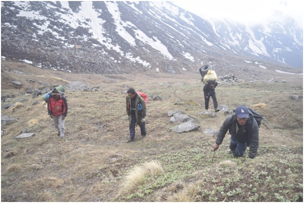 यार्सा सङ्कलनको  क्रममा मृत्यु हनेक्रम रोकिएन शनिबार मात्र चार जनाको मृत्यु ,एक सिकिस्त 