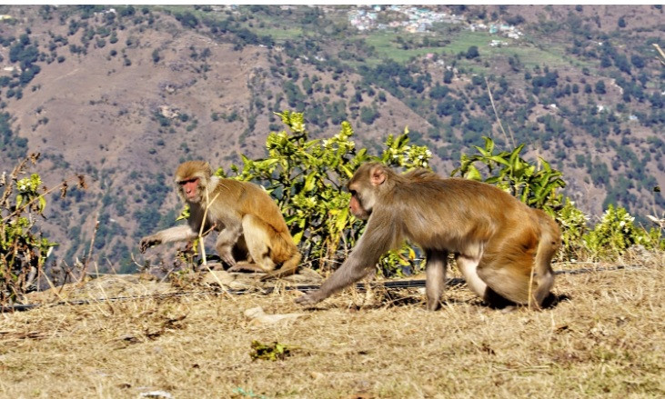 खोटाङमा बाँदर आतंक