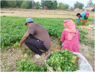 धनियाँ बिक्री गरेर वार्षिक आठ लाख आम्दानी   