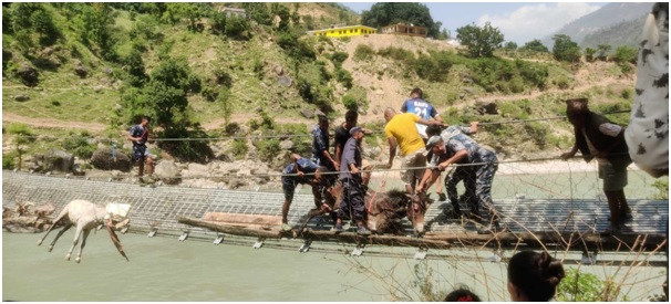 कर्णालीको झोलुङ्गे पुलमा अड्किएका खच्चडको पुलको जाली काटेर उद्धार उद्धार 