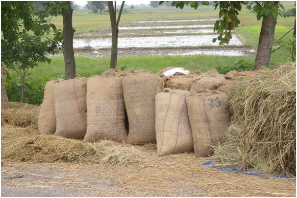   धान नबिकेपछि झापाका किसान चिन्तित       