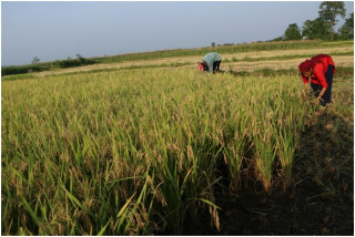 नवलपरासीपूर्वका किसानलाई चैतेधान भित्र्याउने चटारो   