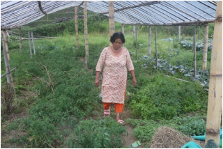 पौरखी मायादेवीले जैविक तरकारी खेतीबाट गरिन् लोभलाग्दो प्रगति