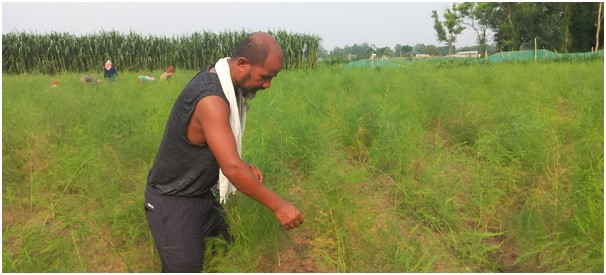 ५० कट्ठा जग्गामा गरेका छन् नवलपुरका पदमबहादुरले कुरिलो खेती, एकै सिजनमा कमाउँछन् ७ लाखसम्म