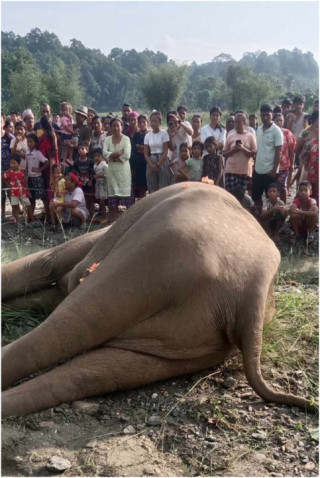      खोला किनारमा मत्ता हात्ती मृत भेटियो 