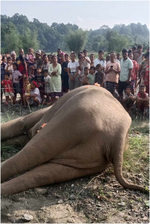     खोला किनारमा मत्ता हात्ती मृत भेटियो 