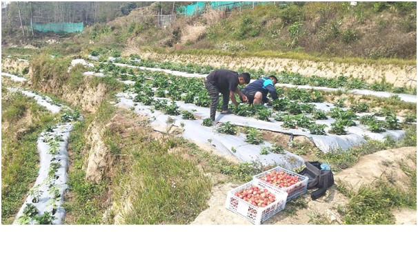     स्ट्रबेरीको माग देखेर उत्साहित छन् कमल  