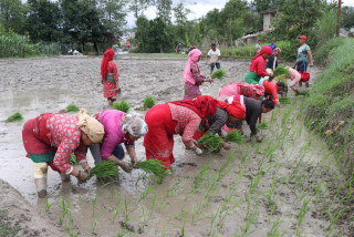 राष्ट्रिय धान दिवस मनाइयो