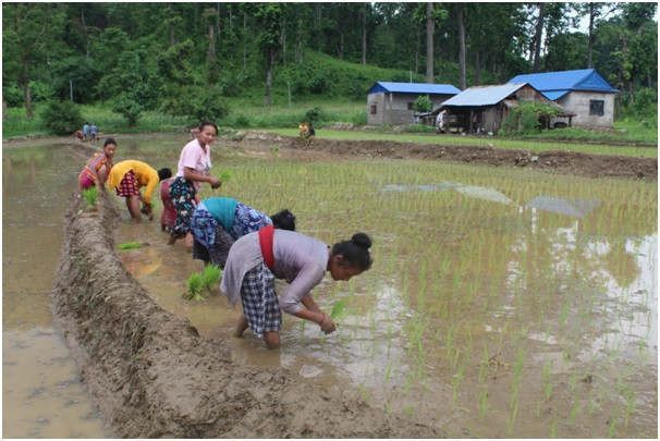 खेतीमा रमाउँदै वनकरिया समुदाय   