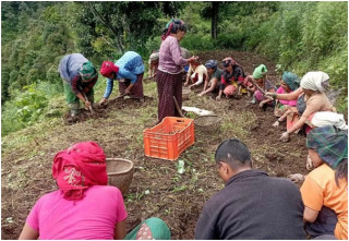      बागलुङमा आलुखेती विस्तार : गत वर्ष अर्ब बढीको उत्पादन   