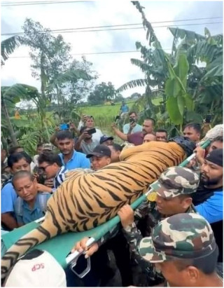 हात्ती परिचालन गरी बाघ नियन्त्रणमा 