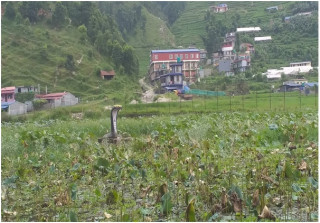      नागलाई खुसी पार्न नागपूजा गरिने  