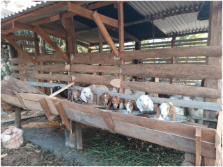 व्यावसायिक बाख्रापालनतर्फ किसानको आकर्षण   