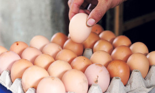अन्डाको मूल्य हालसम्मकै उच्च, कुनको कति ?