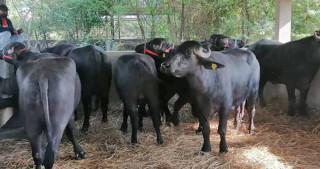 मुर्रा राँगाको  वीर्य सङ्कलन