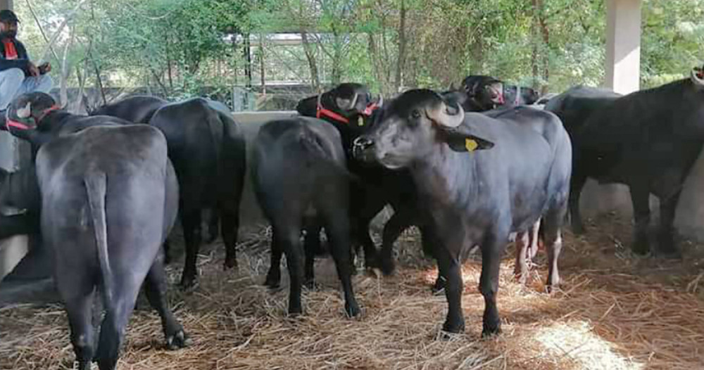 मुर्रा राँगाको  वीर्य सङ्कलन