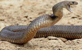 कैलालीमा सर्पले टोक्दा दिदीबहिनीको मृत्यु, ४ जना घाइते