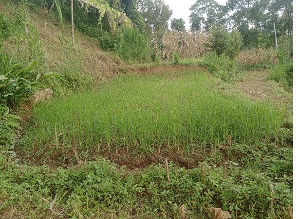 कोदोको उत्पादन घट्दै, माग बढ्दै     