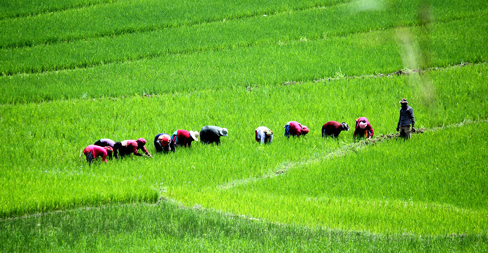 खेतीयोग्य जमिनको माटोमा अम्लीयपन निरन्तर बढ्दै