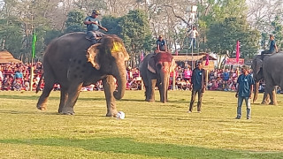 सौराहामा हात्ती महोत्सव