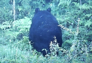 इलामको थुम्केरानी क्षेत्रमा दुर्लभ हिमाली कालो भालु फेला