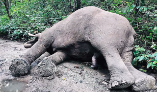 पन्ध्र जनाको ज्यान लिने ज्वाइँराजा’ रोनाल्डो हात्ती सदाका लागि अन्त्य